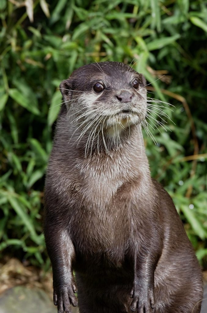 otter, mammal, water, animal, nature, otter, otter, otter, otter, otter